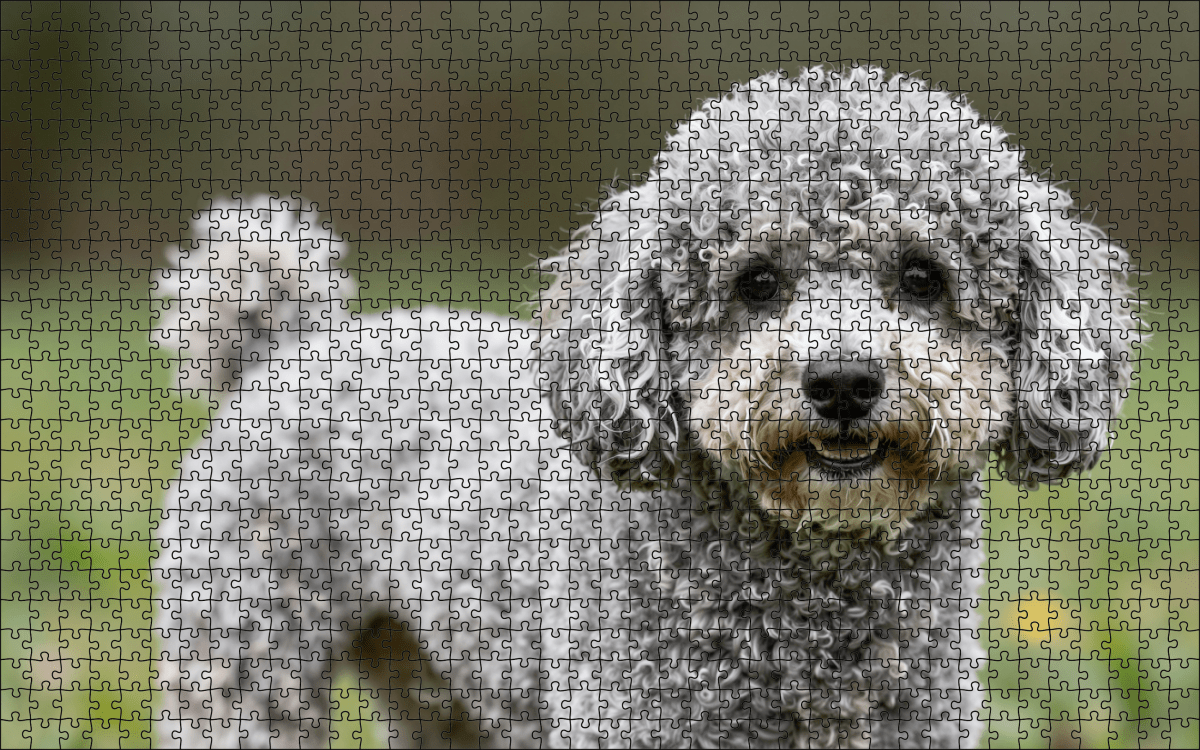 Fotopuzzel Poedel | Portretfoto | Liggend - Stukjes Geluk