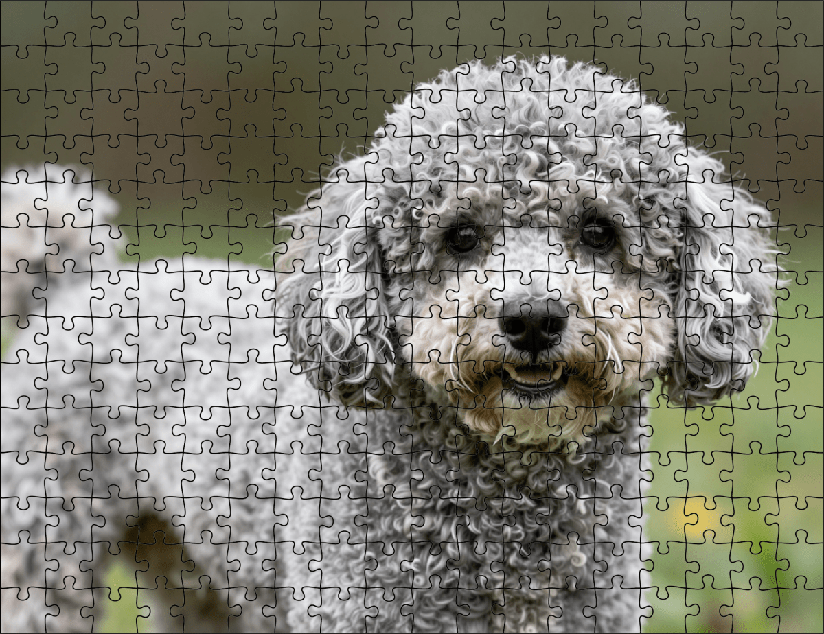 Fotopuzzel Poedel | Portretfoto | Liggend - Stukjes Geluk