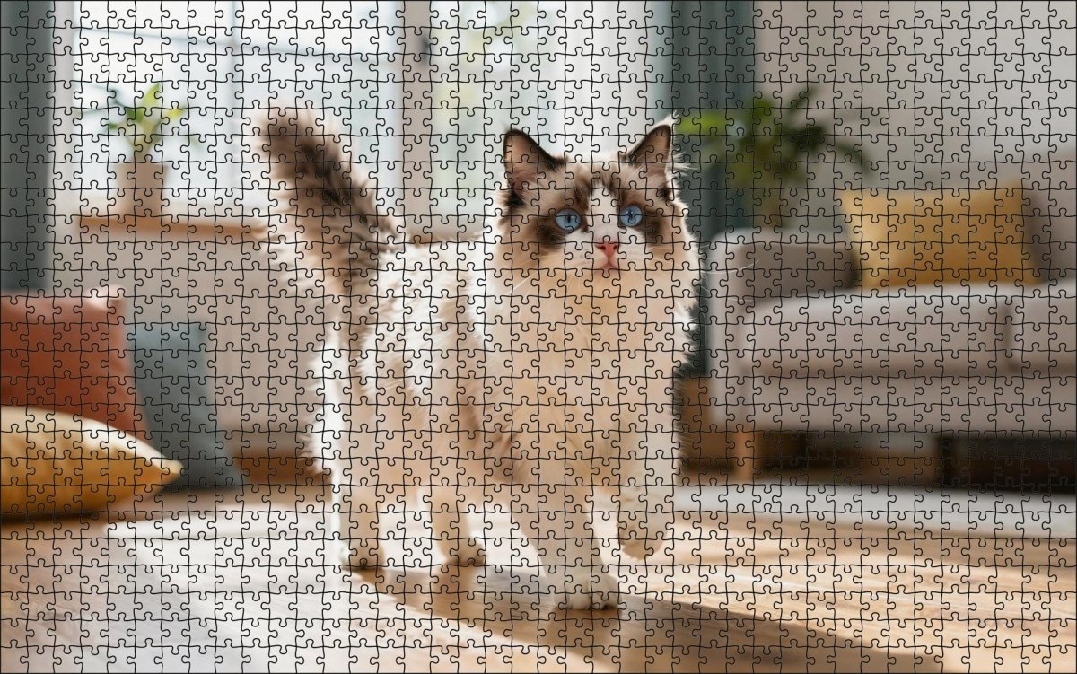 Fotopuzzel Ragdoll in de woonkamer | Liggend - Stukjes Geluk