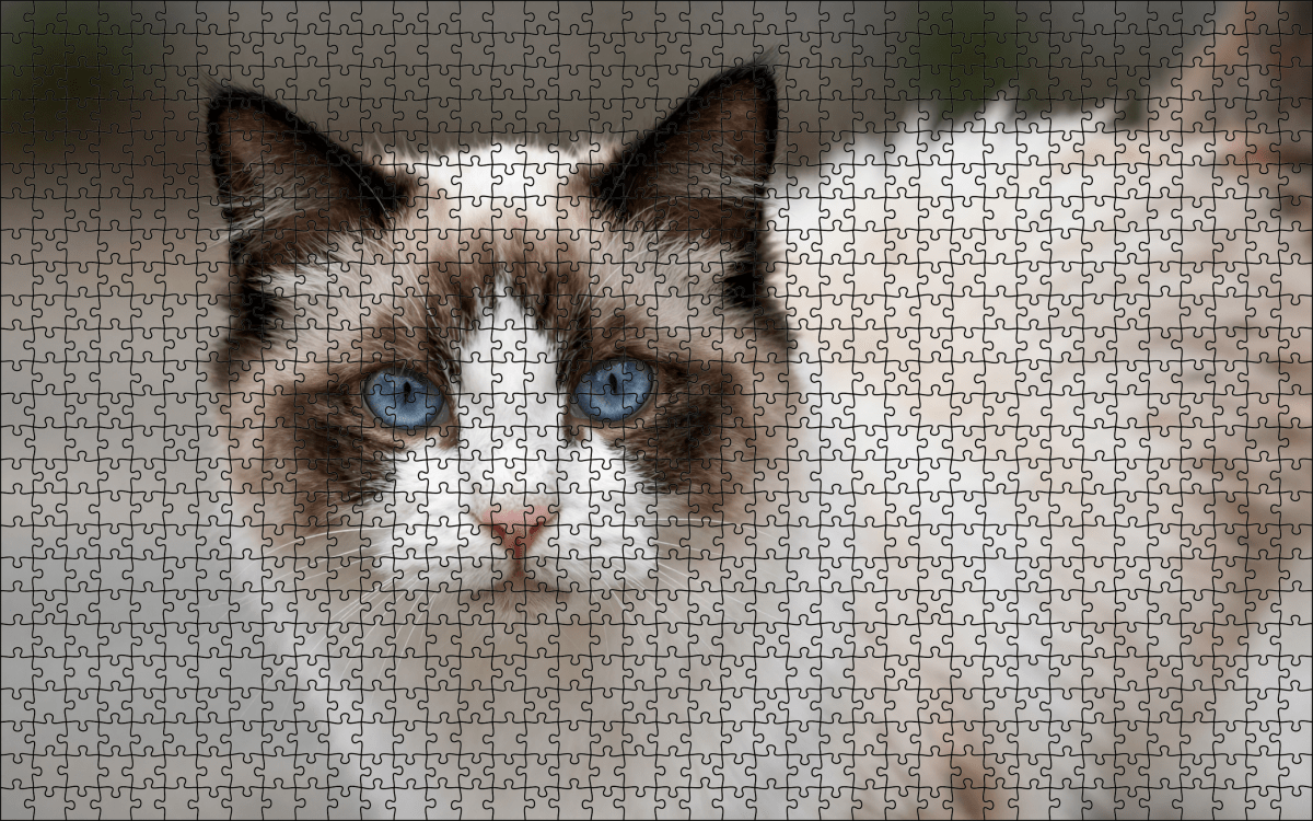 Fotopuzzel Ragdoll | Portretfoto | Liggend - Stukjes Geluk