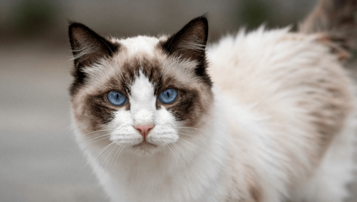 Fotopuzzel Ragdoll | Portretfoto | Liggend - Stukjes Geluk