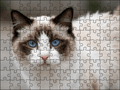 Fotopuzzel Ragdoll | Portretfoto | Liggend - Stukjes Geluk