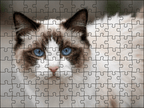 Fotopuzzel Ragdoll | Portretfoto | Liggend - Stukjes Geluk