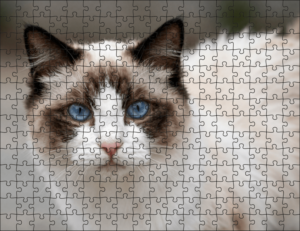 Fotopuzzel Ragdoll | Portretfoto | Liggend - Stukjes Geluk