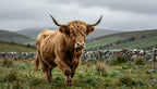 Fotopuzzel Schotse Hooglander 'Highland Run' | Liggend - Stukjes Geluk