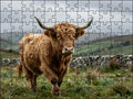 Fotopuzzel Schotse Hooglander 'Highland Run' | Liggend - Stukjes Geluk