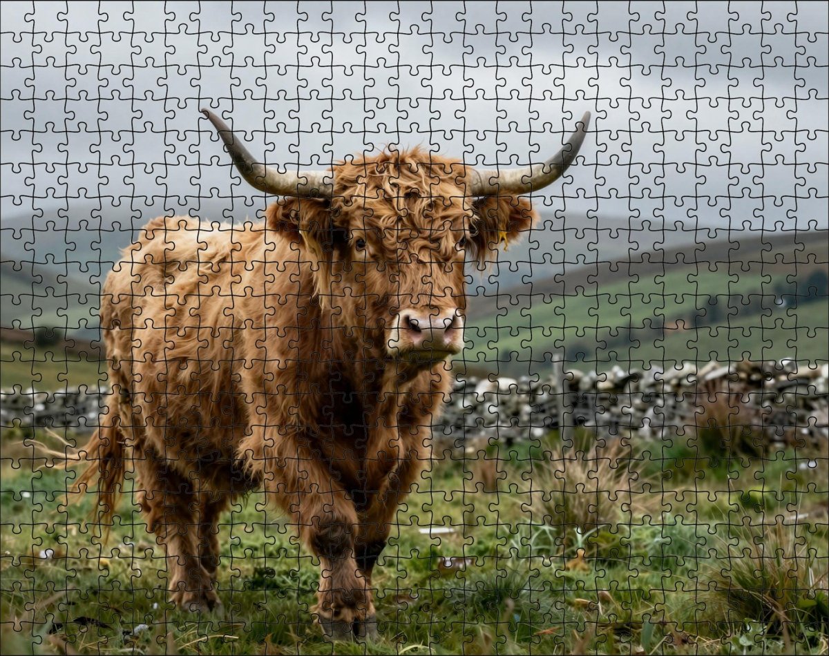 Fotopuzzel Schotse Hooglander 'Highland Run' | Liggend - Stukjes Geluk