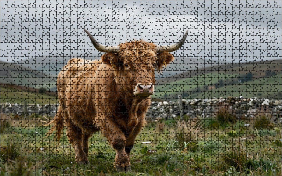 Fotopuzzel Schotse Hooglander 'Highland Run' | Liggend - Stukjes Geluk