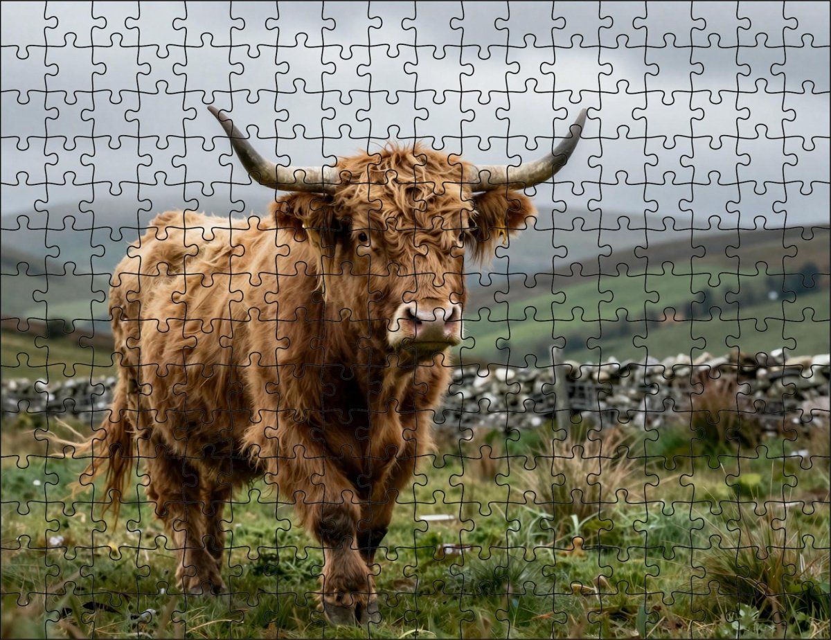 Fotopuzzel Schotse Hooglander 'Highland Run' | Liggend - Stukjes Geluk