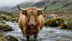 Fotopuzzel Schotse Hooglander 'River Crossing' | Liggend - Stukjes Geluk
