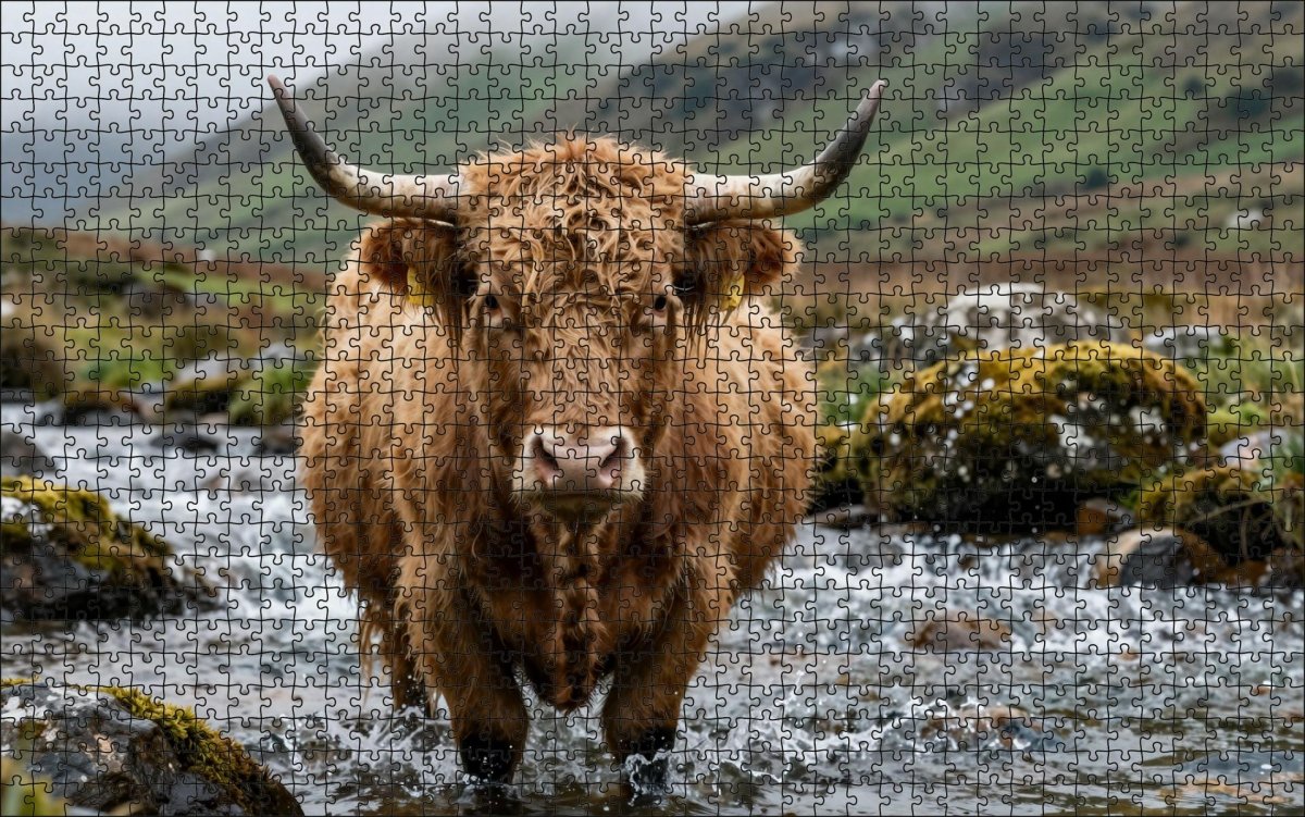 Fotopuzzel Schotse Hooglander 'River Crossing' | Liggend - Stukjes Geluk