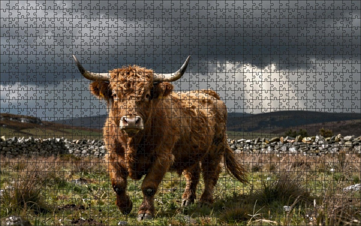 Fotopuzzel Schotse Hooglander 'Stormy Highlands' | Liggend - Stukjes Geluk