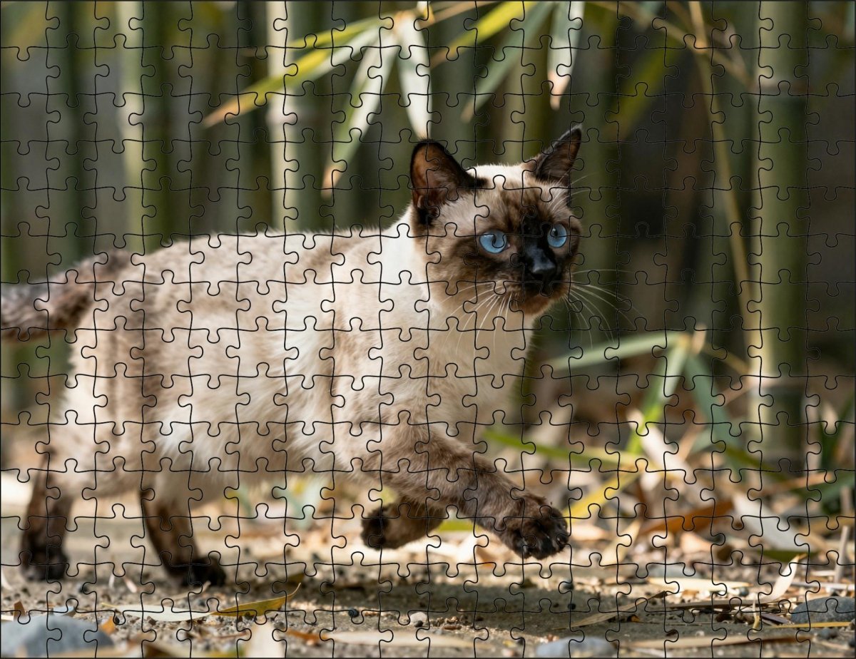 Fotopuzzel Siamese kat in het bamboepark | Liggend - Stukjes Geluk
