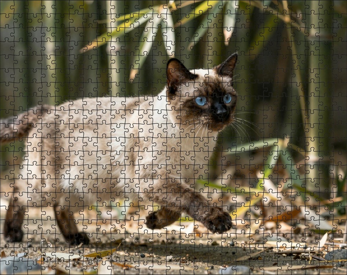 Fotopuzzel Siamese kat in het bamboepark | Liggend - Stukjes Geluk