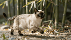 Fotopuzzel Siamese kat in het bamboepark | Liggend - Stukjes Geluk