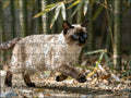 Fotopuzzel Siamese kat in het bamboepark | Liggend - Stukjes Geluk