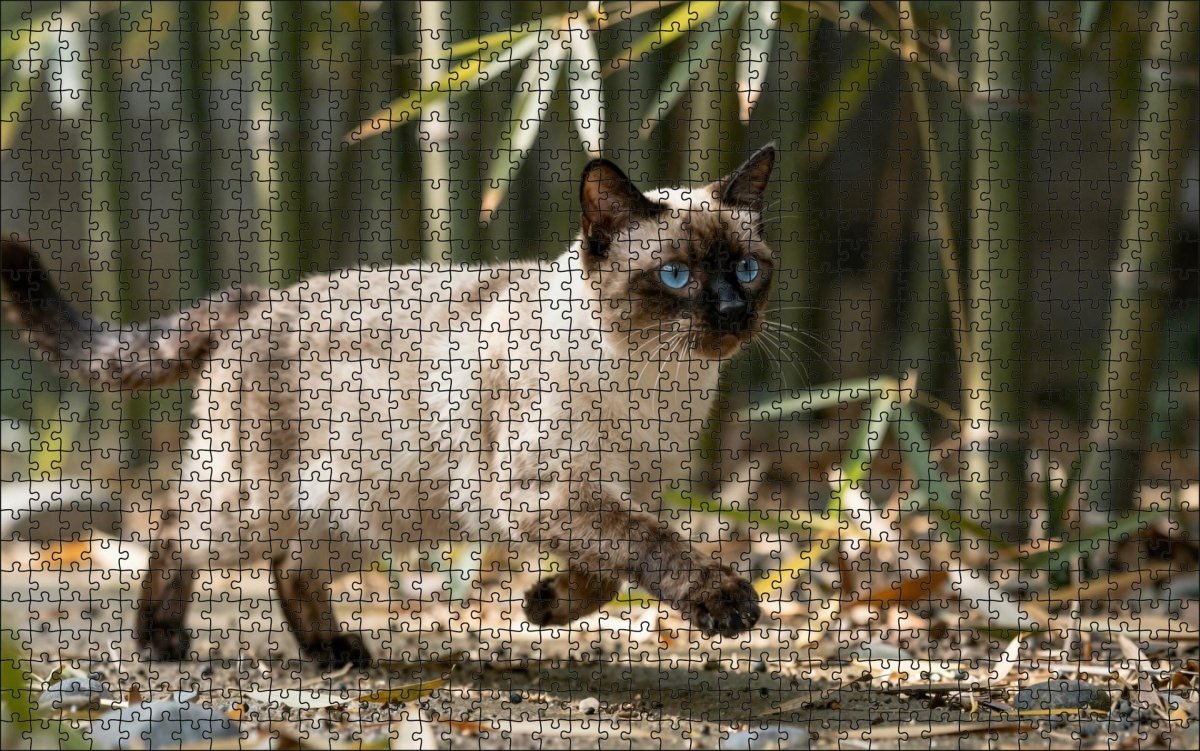 Fotopuzzel Siamese kat in het bamboepark | Liggend - Stukjes Geluk