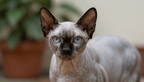 Fotopuzzel Sphynx kat | Portretfoto | Liggend - Stukjes Geluk