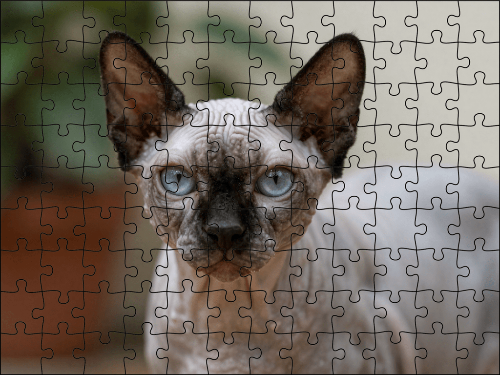 Fotopuzzel Sphynx kat | Portretfoto | Liggend - Stukjes Geluk