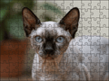 Fotopuzzel Sphynx kat | Portretfoto | Liggend - Stukjes Geluk