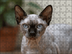 Fotopuzzel Sphynx kat | Portretfoto | Liggend - Stukjes Geluk
