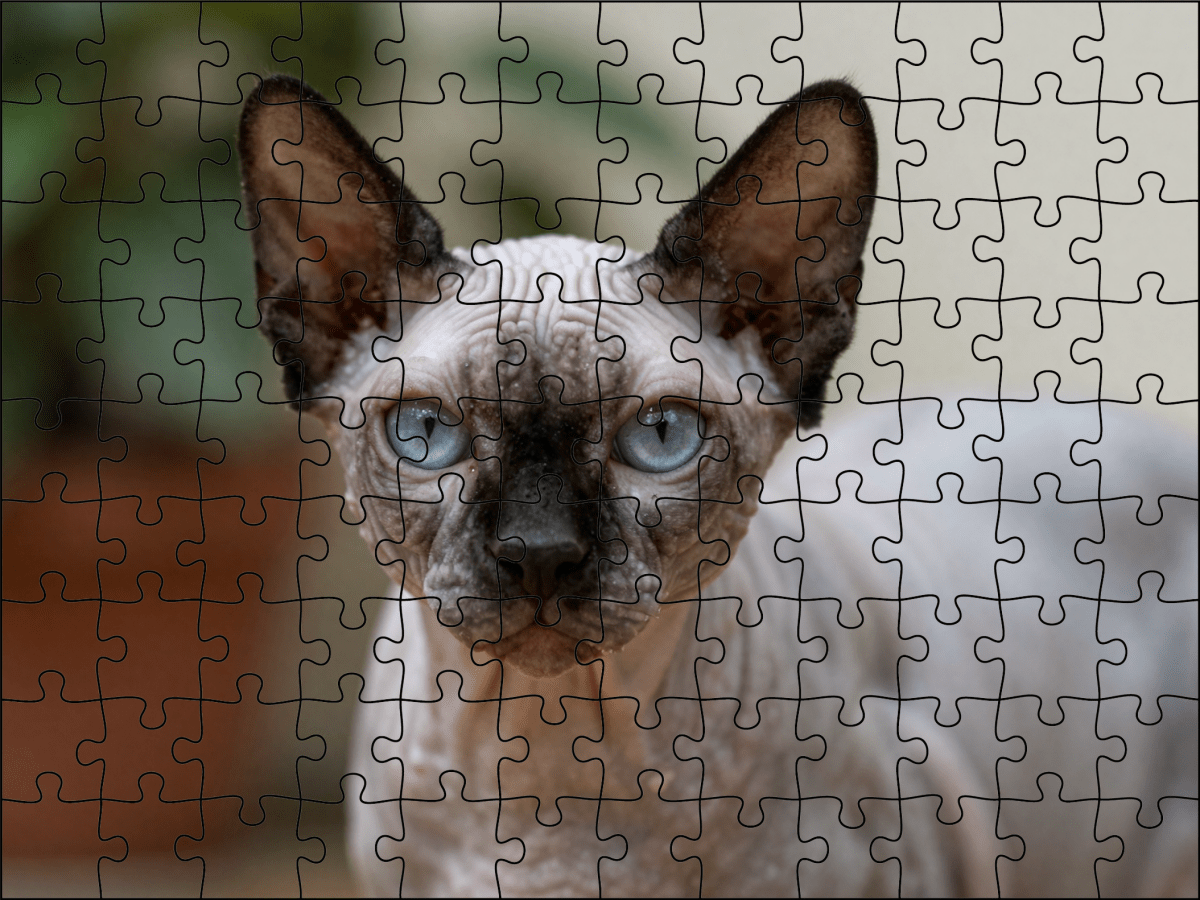 Fotopuzzel Sphynx kat | Portretfoto | Liggend - Stukjes Geluk