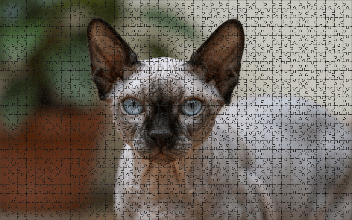 Fotopuzzel Sphynx kat | Portretfoto | Liggend - Stukjes Geluk
