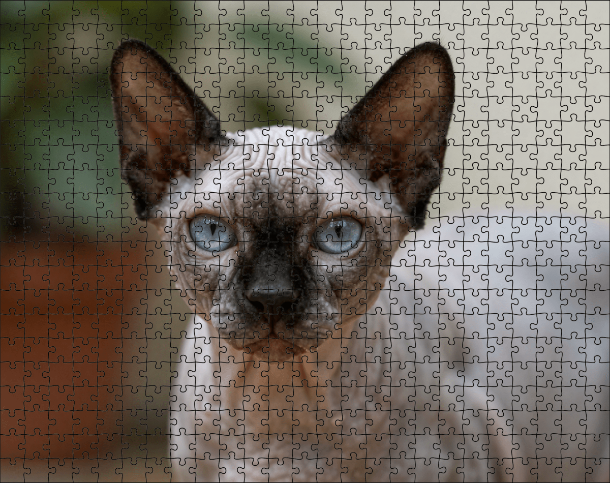 Fotopuzzel Sphynx kat | Portretfoto | Liggend - Stukjes Geluk
