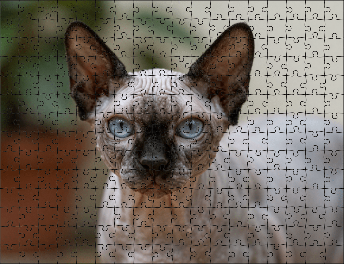 Fotopuzzel Sphynx kat | Portretfoto | Liggend - Stukjes Geluk