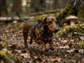 Fotopuzzel Teckel in het bos | Liggend - Stukjes Geluk