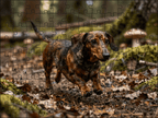 Fotopuzzel Teckel in het bos | Liggend - Stukjes Geluk