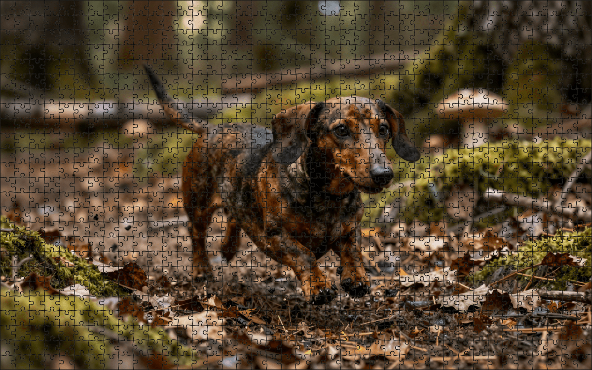 Fotopuzzel Teckel in het bos | Liggend - Stukjes Geluk