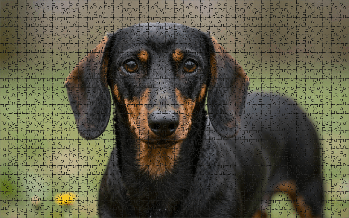Fotopuzzel Teckel | Portretfoto | Liggend - Stukjes Geluk