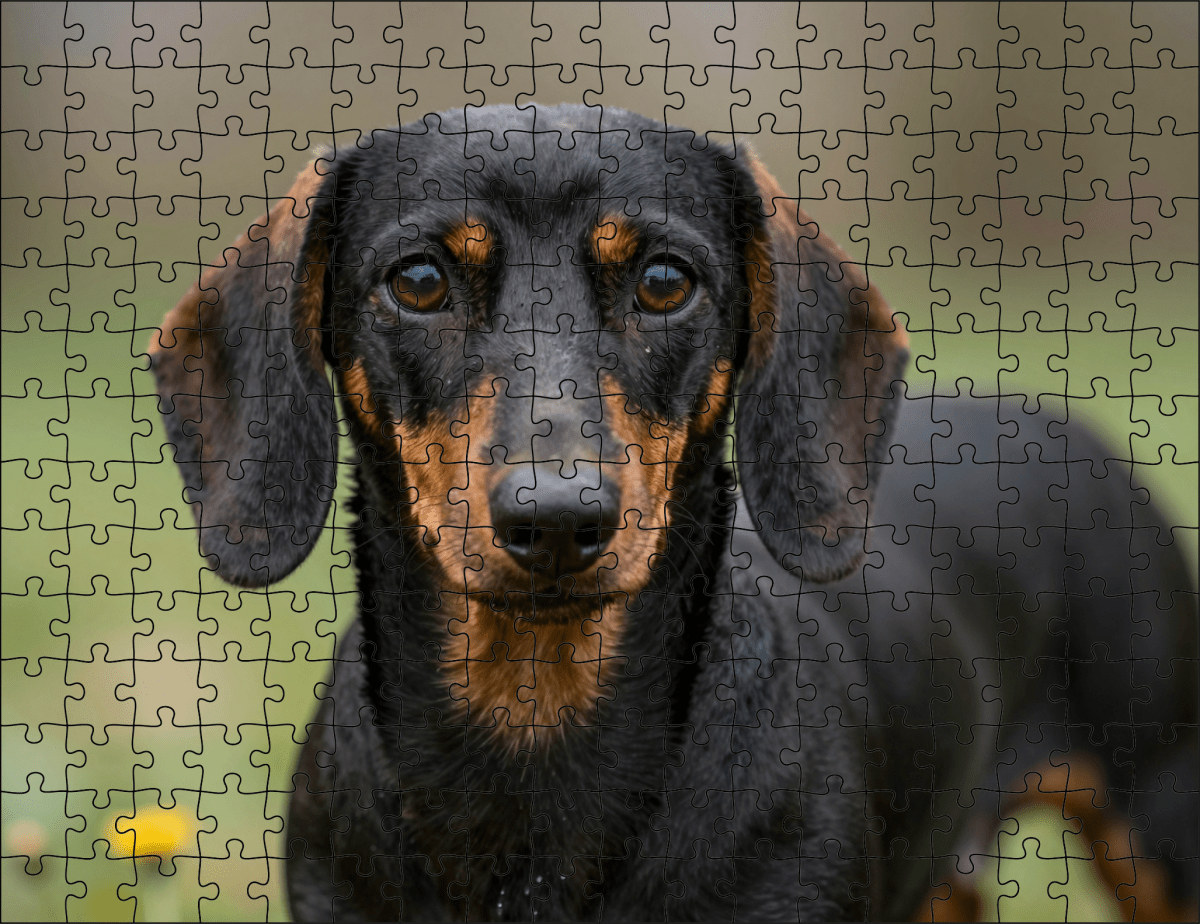 Fotopuzzel Teckel | Portretfoto | Liggend - Stukjes Geluk