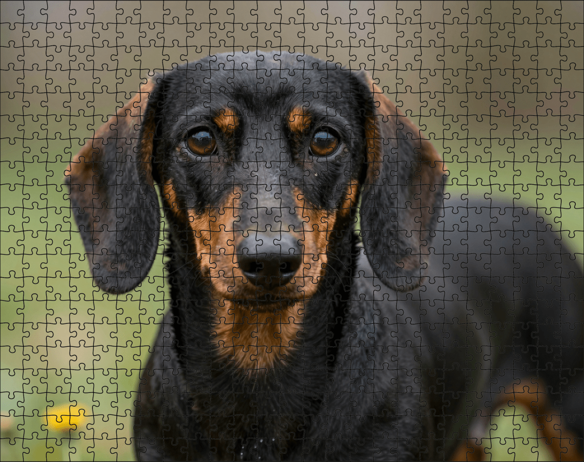 Fotopuzzel Teckel | Portretfoto | Liggend - Stukjes Geluk