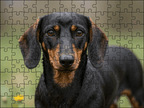 Fotopuzzel Teckel | Portretfoto | Liggend - Stukjes Geluk