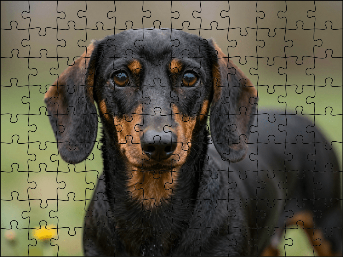 Fotopuzzel Teckel | Portretfoto | Liggend - Stukjes Geluk