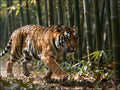 Fotopuzzel tijger 'Bamboo Forest Stalk' | Liggend - Stukjes Geluk