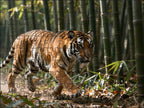 Fotopuzzel tijger 'Bamboo Forest Stalk' | Liggend - Stukjes Geluk