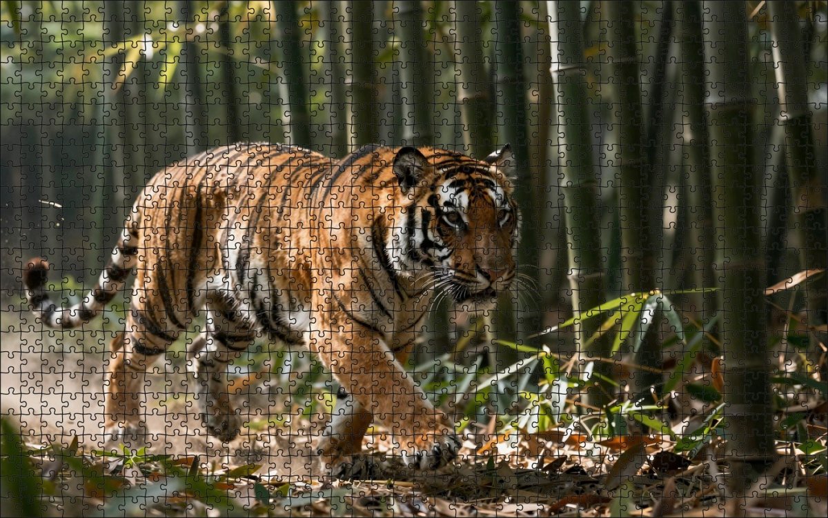 Fotopuzzel tijger 'Bamboo Forest Stalk' | Liggend - Stukjes Geluk