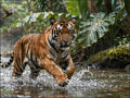 Fotopuzzel tijger 'Jungle River Chase' | Liggend - Stukjes Geluk