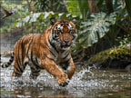 Fotopuzzel tijger 'Jungle River Chase' | Liggend - Stukjes Geluk