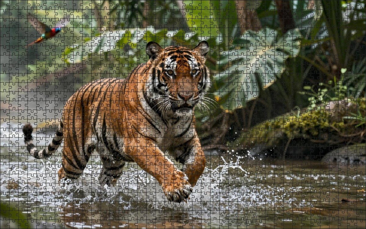 Fotopuzzel tijger 'Jungle River Chase' | Liggend - Stukjes Geluk