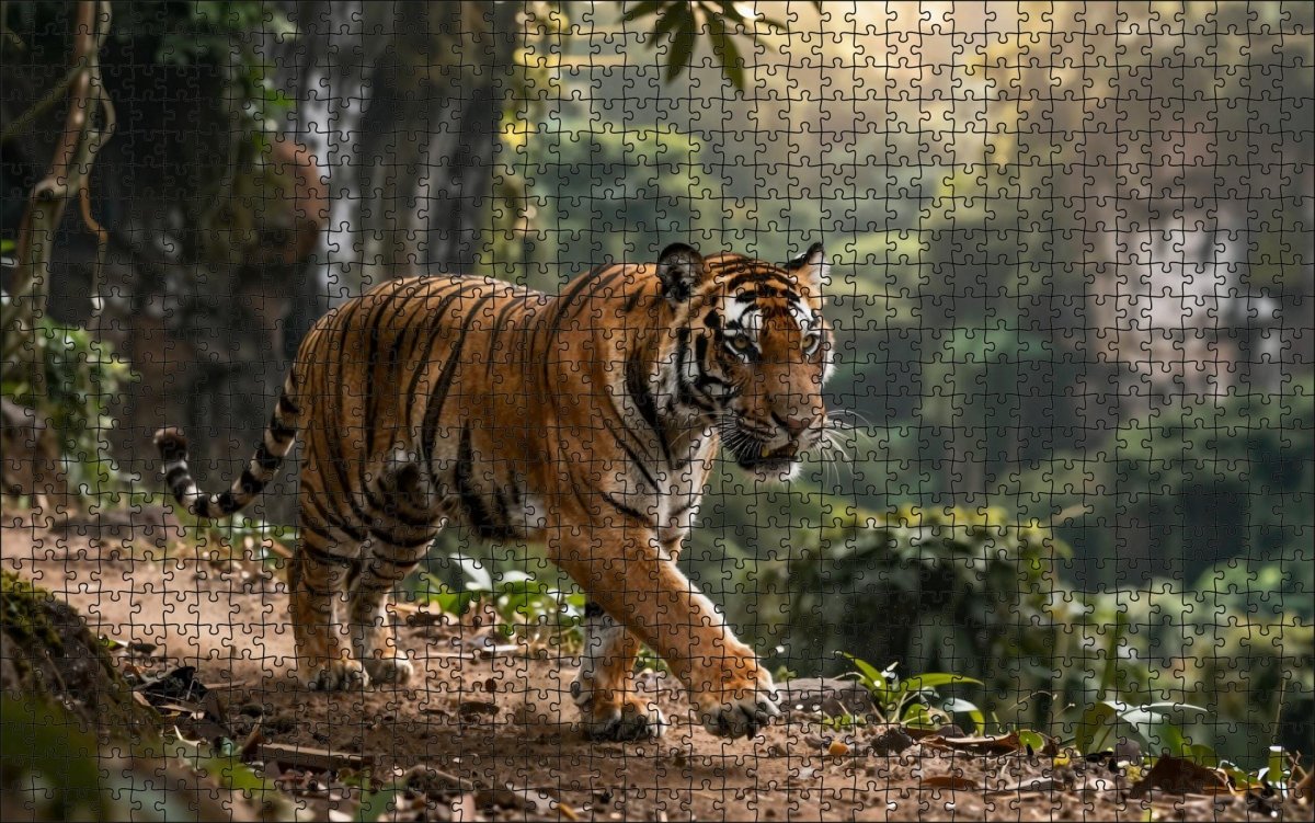 Fotopuzzel tijger 'Rocky Jungle Cliff Run' | Liggend - Stukjes Geluk
