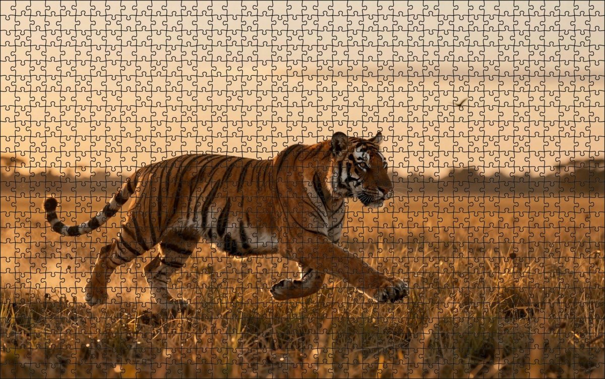 Fotopuzzel tijger 'Sunset Grassland Hunt' | Liggend - Stukjes Geluk
