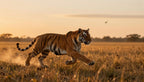 Fotopuzzel tijger 'Sunset Grassland Hunt' | Liggend - Stukjes Geluk