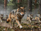 Fotopuzzel Wolf 'Forest Pack Hunt' | Liggend - Stukjes Geluk