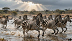 Fotopuzzel Zebra 'River Crossing Chaos' | Liggend - Stukjes Geluk