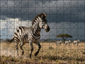 Fotopuzzel Zebra 'Storm Chase on the Plains' | Liggend - Stukjes Geluk