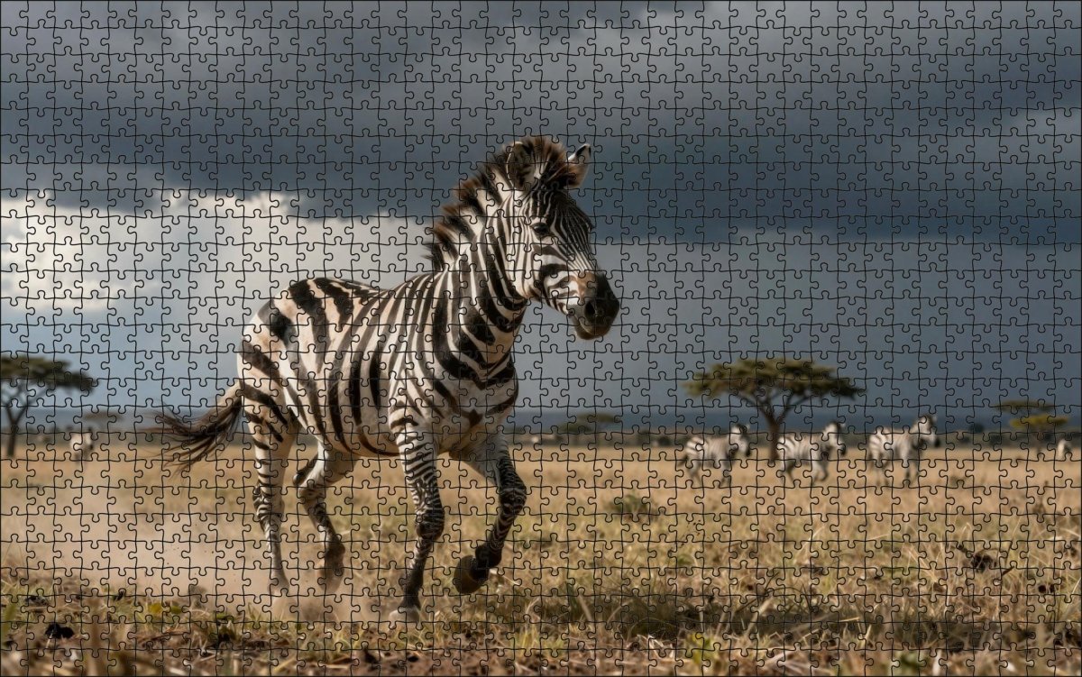 Fotopuzzel Zebra 'Storm Chase on the Plains' | Liggend - Stukjes Geluk